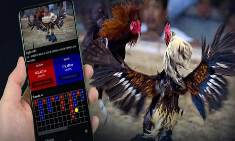 Hal Penting Dalam Taruhan Sabung Ayam Online Resmi